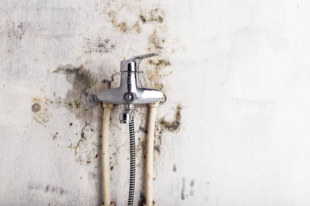 Best HVAC Mold Remediation in Palestine, TX