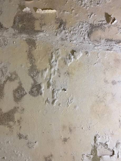 Best Mold Testing and Inspection Services in Palestine, TX