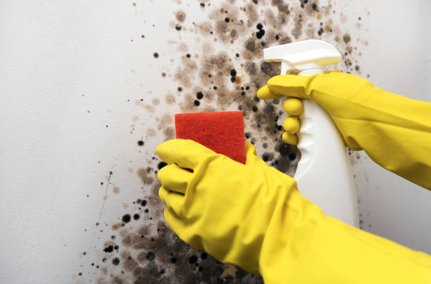 Best Post-Flood Mold Remediation in Palestine, TX