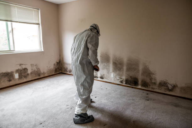Best Insurance-Related Mold Remediation in Palestine, TX