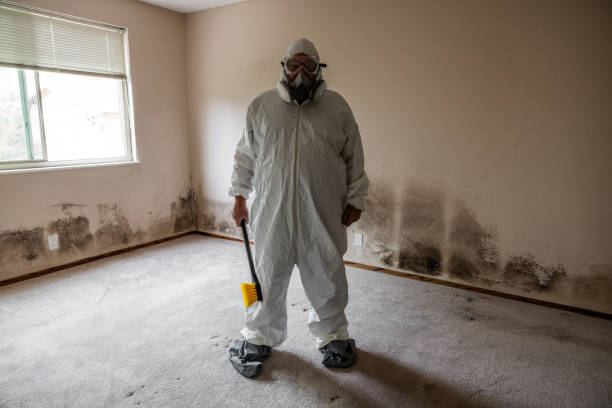Best Basement Mold Remediation in Palestine, TX