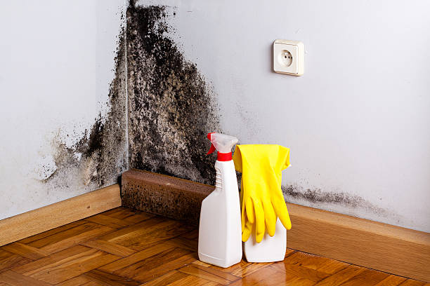 Best Industrial Mold Remediation in Palestine, TX