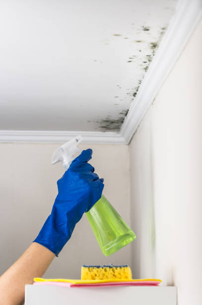 Best Mold Remediation for Specific Building Types in Palestine, TX